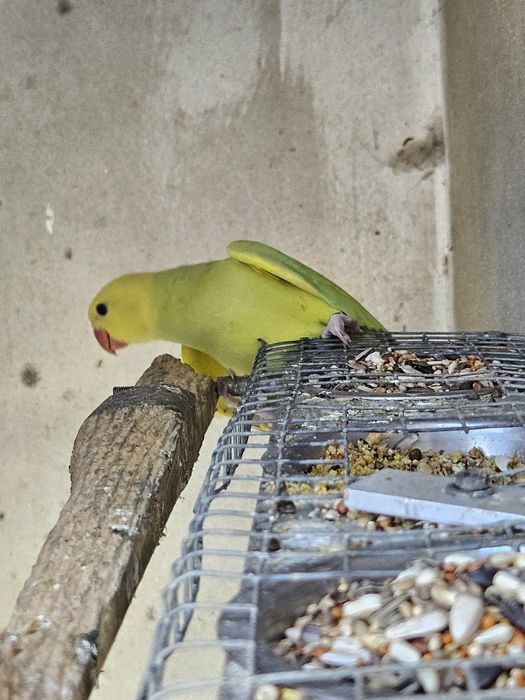 Ringneck verde palida  e Ringneck azul palida