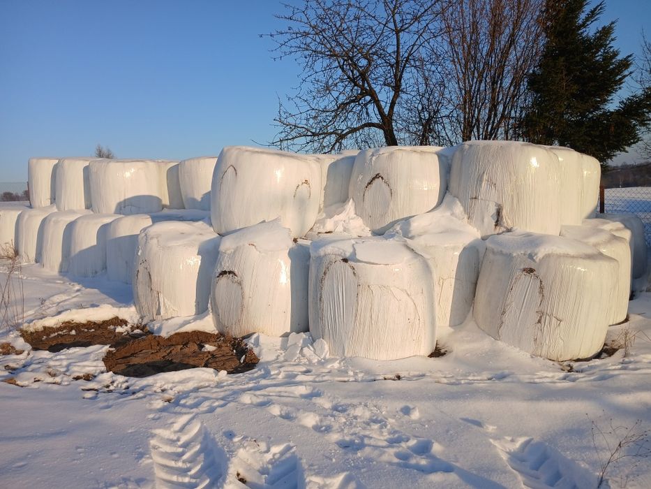Lucerna baloty kiszonka sianokiszonka siano koniczyna
