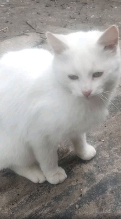 дівчинка безкоштовно