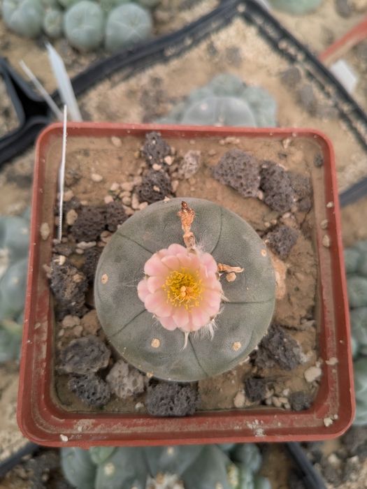 Lophophora williamsii