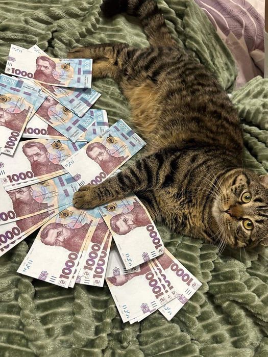 Віддам котика в добрі руки