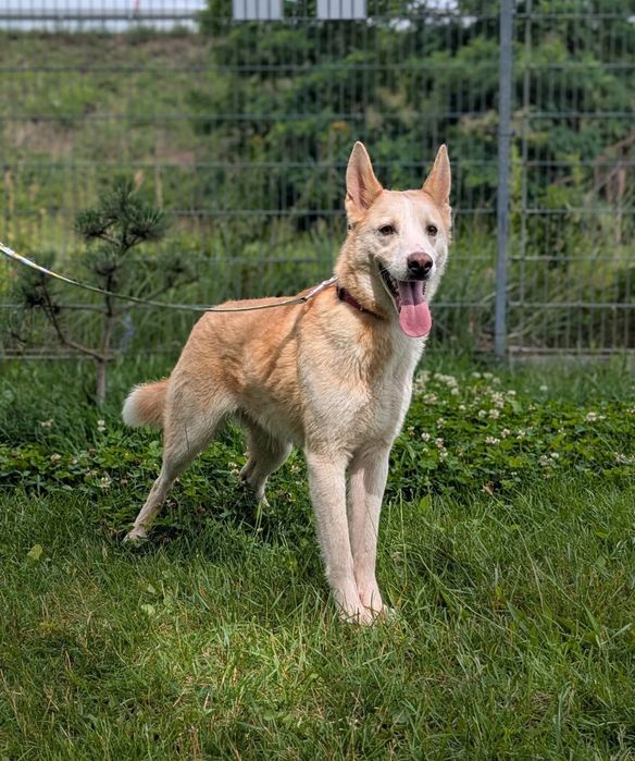 Mądry psiak Celion szuka swojej rodziny! Północniak do adopcji
