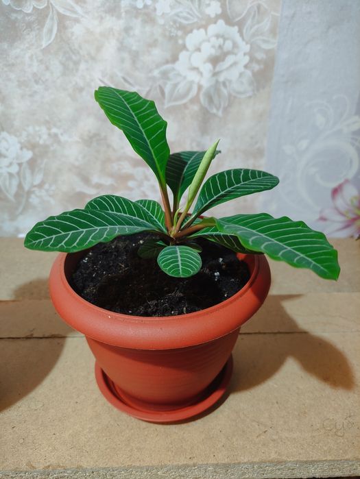 Эуфорбия, Молочай беложилковый