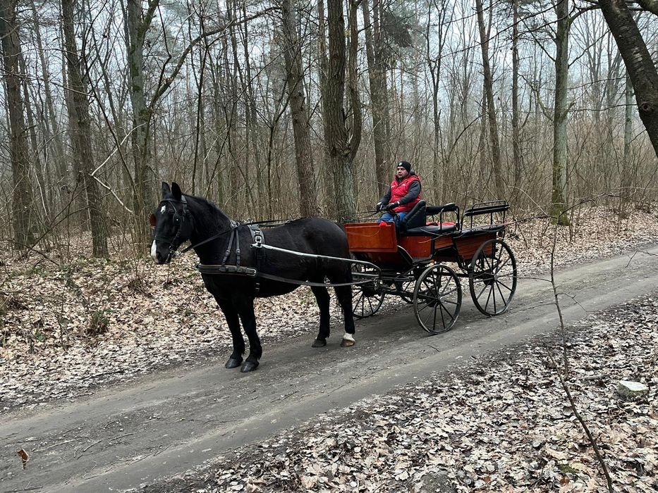 Klacz śląska 10 lat