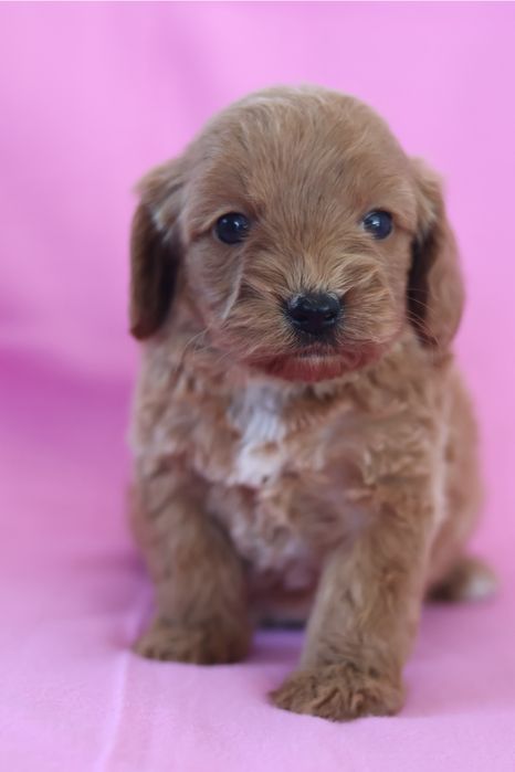 Cavapoo F2B suczka