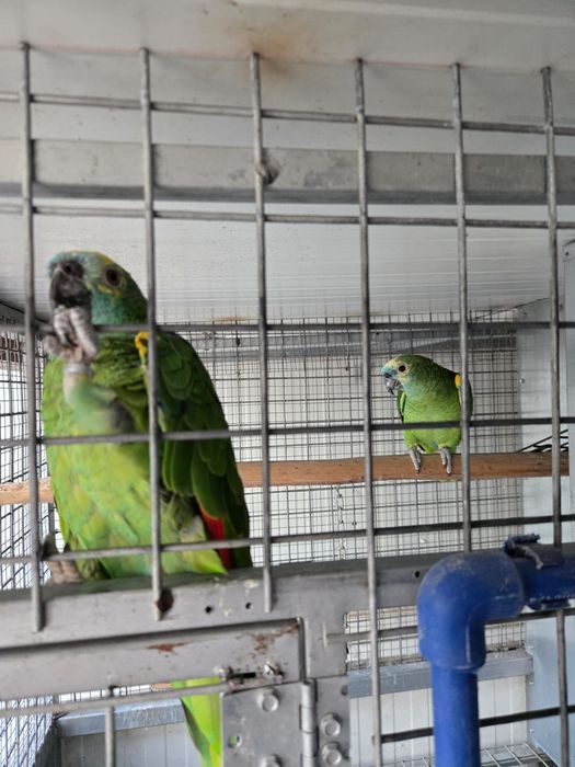 Amazona Aestiva Papagaio