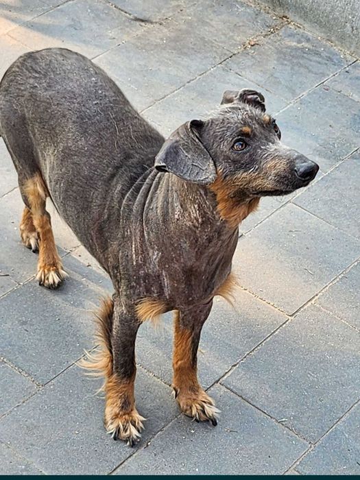 Kiwi ,bezwłosy terier.
