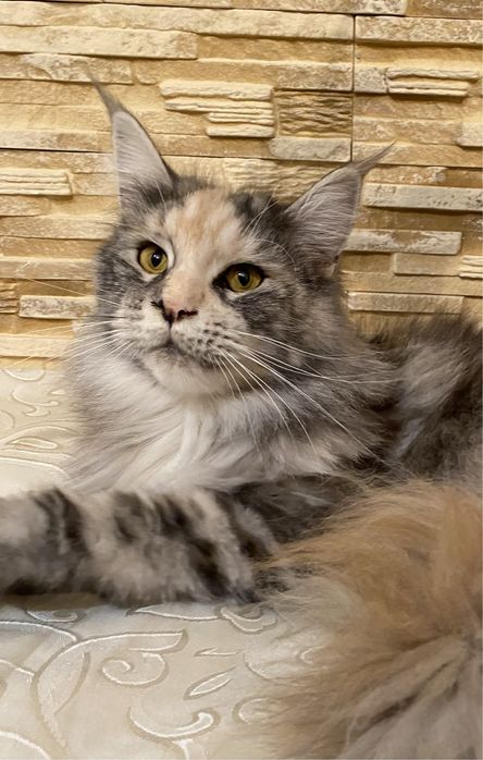 Мейн кун дівчинка