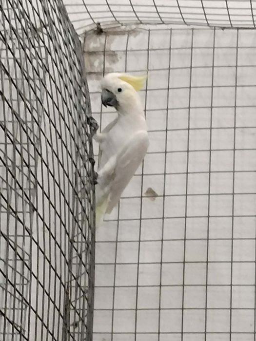 Cacatua Sulphurea