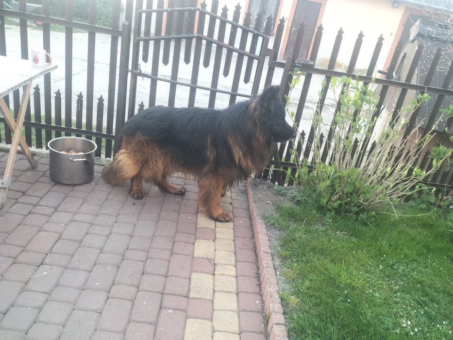 Piesek na sprzedaż. Zapraszam