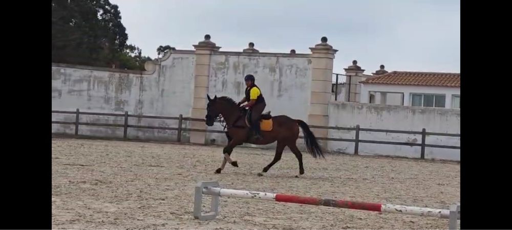 Cavalo trotador frances puro