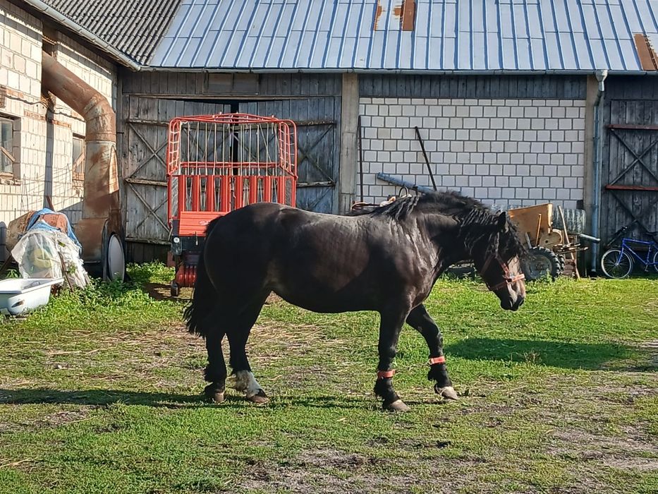 Klacz  karogniada