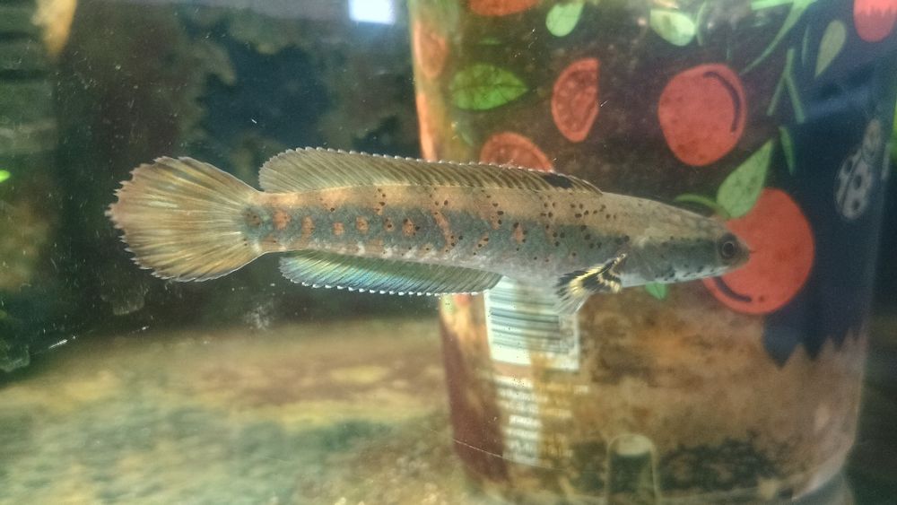 Channa pulchra młode