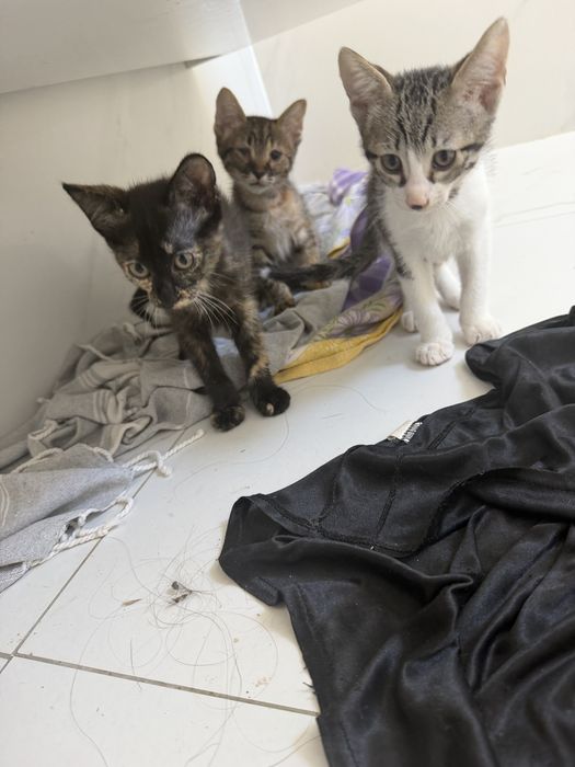 3 gatinhos para adocao responsalvel