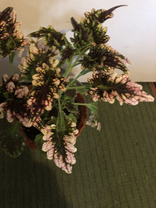 Комнатный цветок - колеус