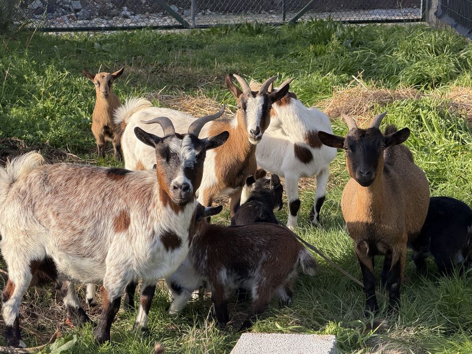 Rebanho de cabras anas