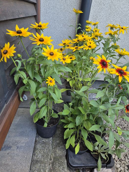 Kwiaty liatra kłosowa, gailardie, rudbekia