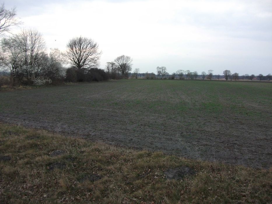 Działka budowlana Ostaszów gmina Przemków 15 arów od właściciela - Widok 2