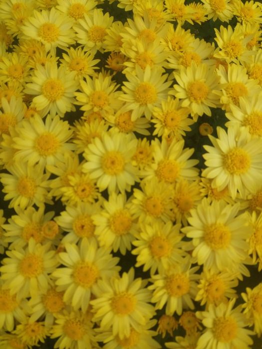 Хрезонтема. Хризантема мультифлора.Хризантема ранняя.Клематис