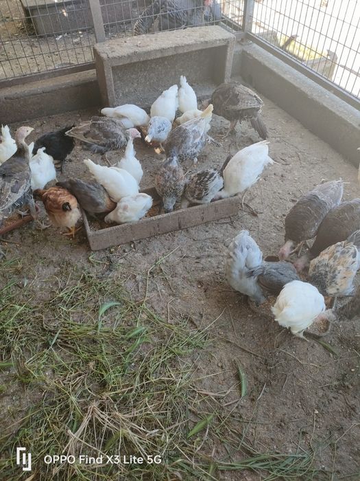 Animais biológicos, criados ao ar livre.