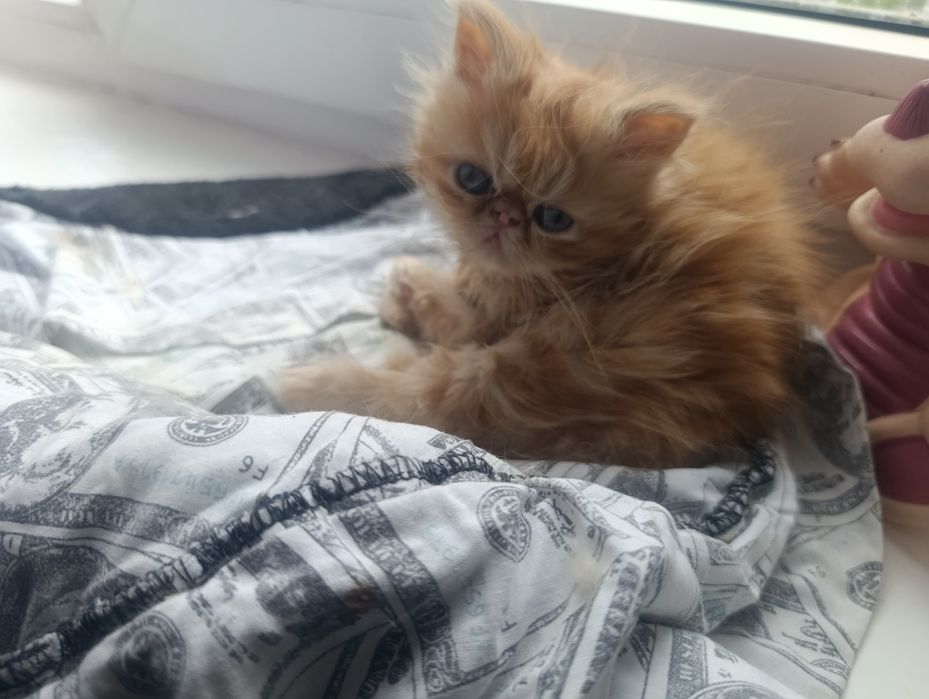 Персидські котята