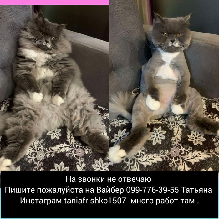 Стрижка Котов у Вас на дому 550 грн Груминг Вычес котов