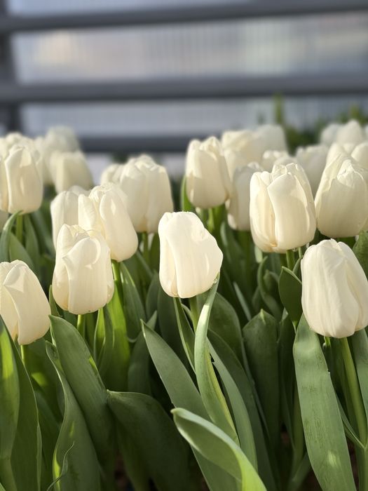 Тюльпан до 8 березня