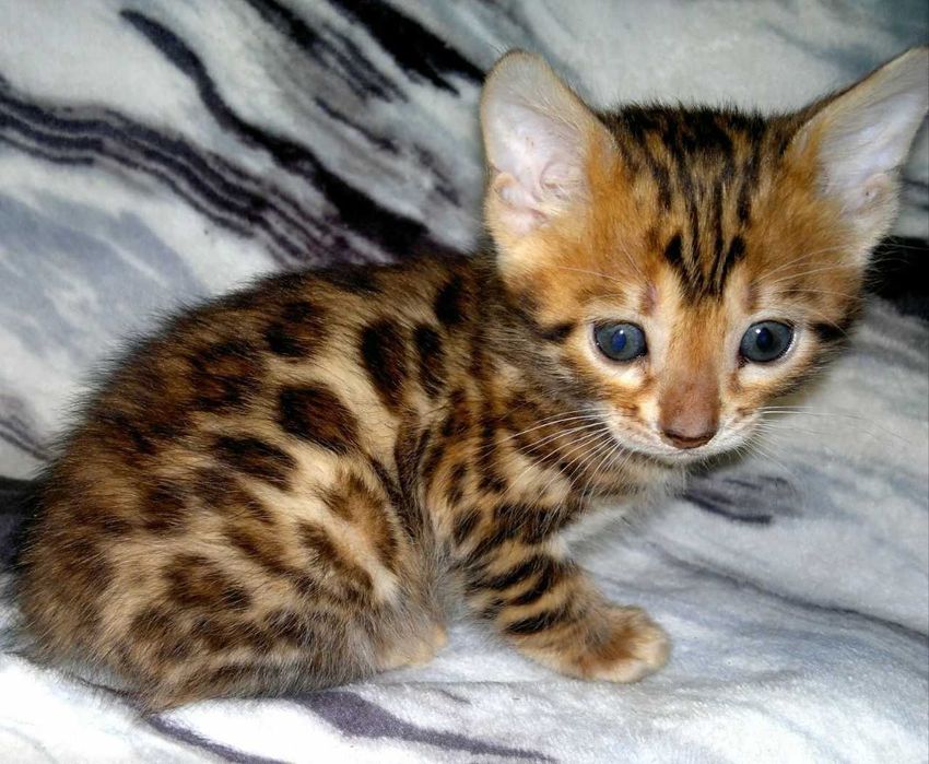 Бенгальська дівчинка в окантовану розетку на золоті