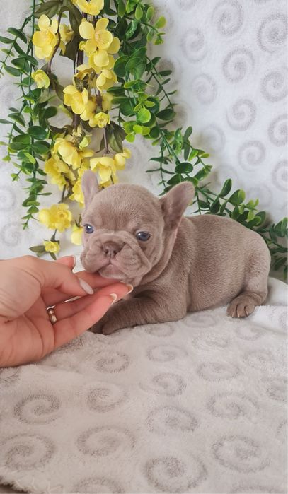 Excelente Isabella Bulldog/Bouledogue Frances de Qualidade