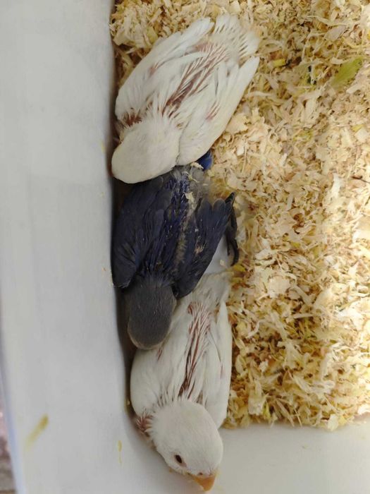 Roseicollis para criar à mão