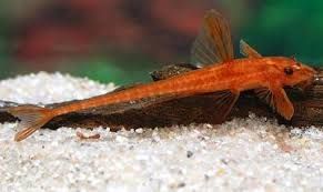 GB Loricaria RED Lizard, "Zbrojnik Czerwony"