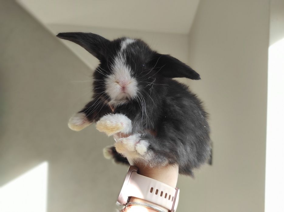 Mini Lop Króliczki Czystej Rasy z WYPRAWKĄ Śliczne Malutkie Króliczki