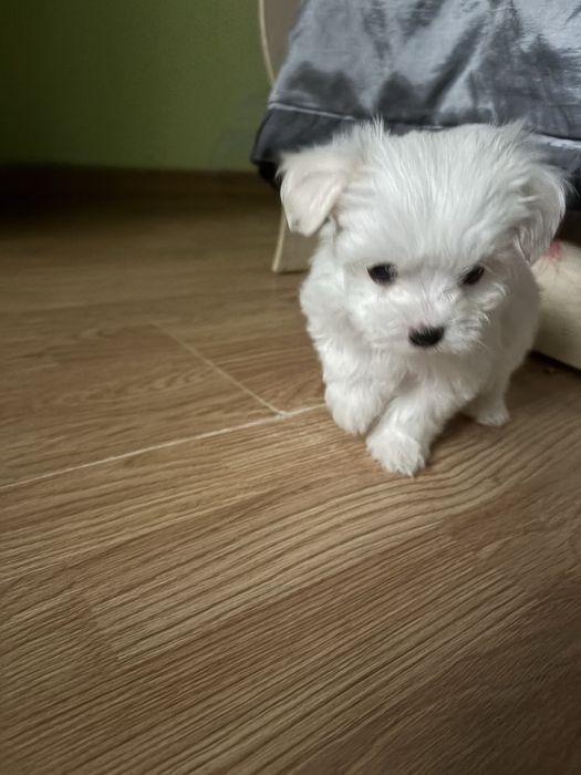 Продаються песики