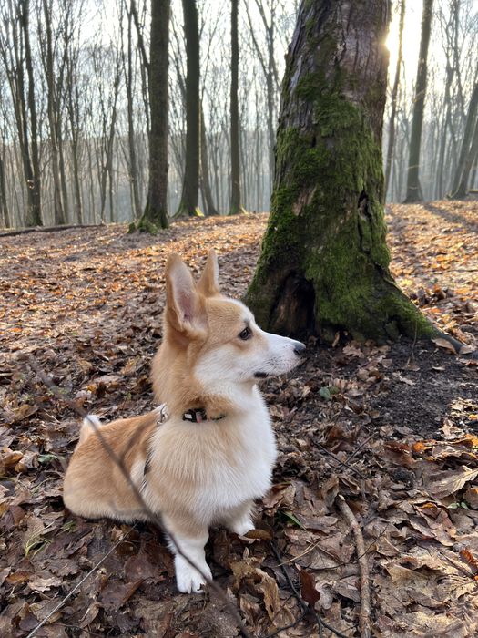 Коргі вʼязка