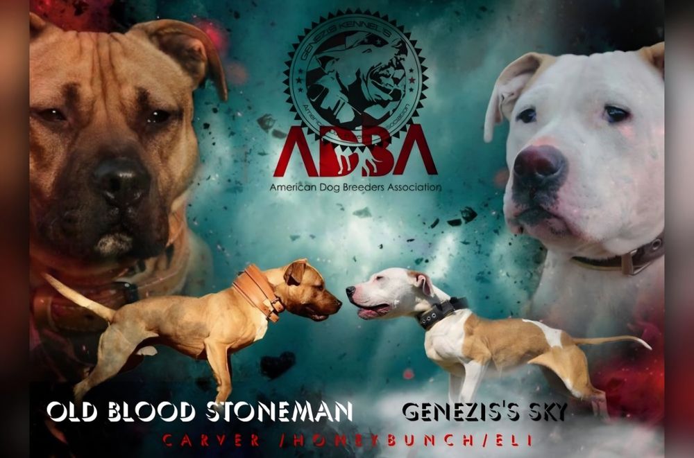 Pitbull,pit bull,APBT!!!