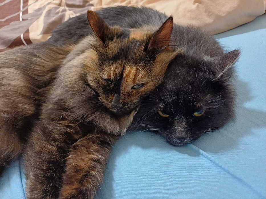 Котики парочка в добрі руки