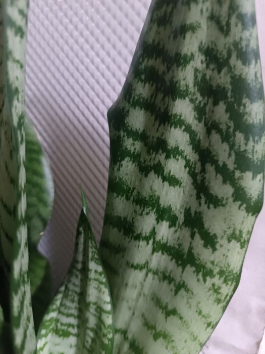 Сансевиерия Робуста среднерослая