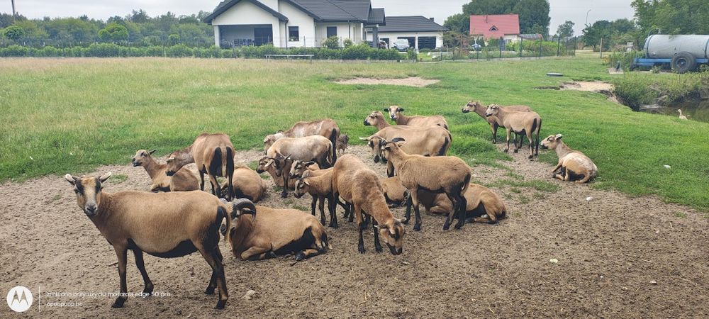 Owce kameruńskie i barany