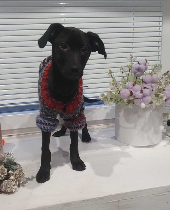 Ніка, цуценя-дівчинка шукає сім'ю