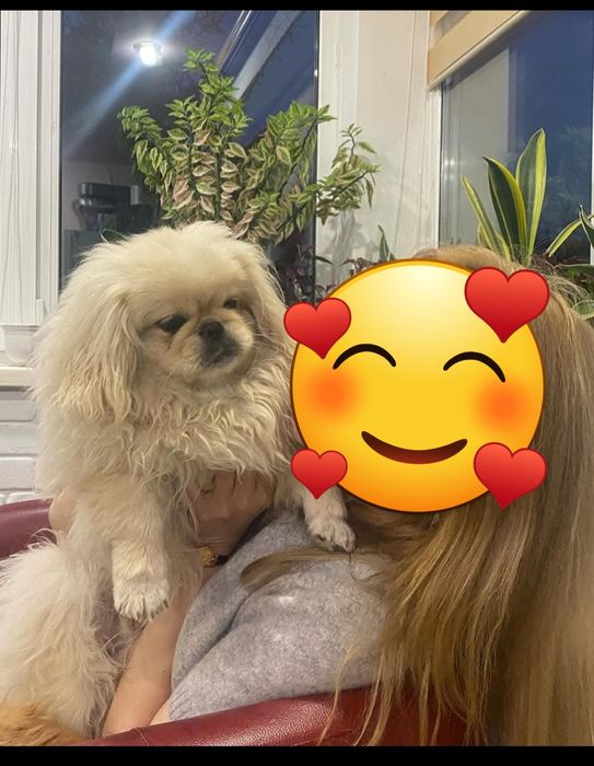 Імператорський пекінес в'язка