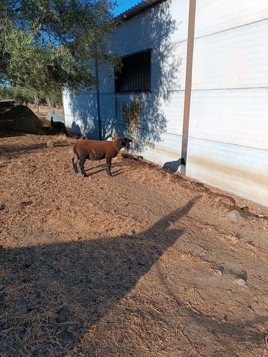 Vendo borrego cruzado sufolk