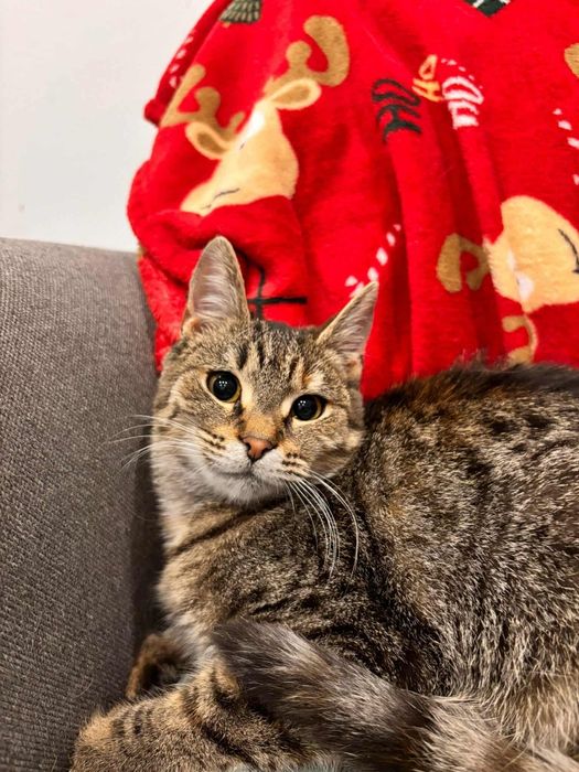 Buraska Rysia szuka rodziny