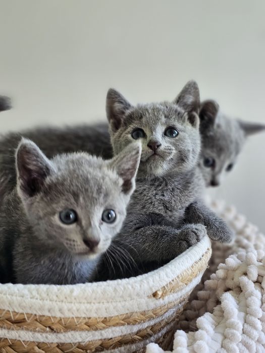 Kotka Rosyjska Niebieska Hodowla WCF