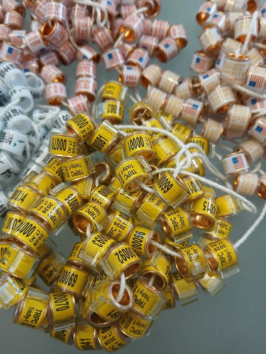 Obrączki dla gołębi pocztowych 2026