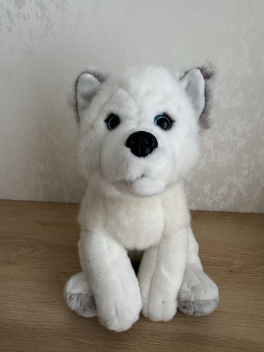 Хаскі Lumi Lapland собака