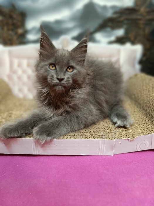 Kawaler solid Maine Coon