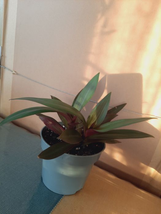 Trzykrotka ( reo meksykańskie