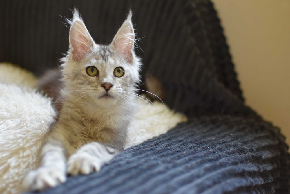 REZERWACJA/Gotowa Do Odbioru/Kotka Maine Coon/Rodowód FPL