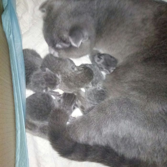 Вязка котов. Опытный шотландец