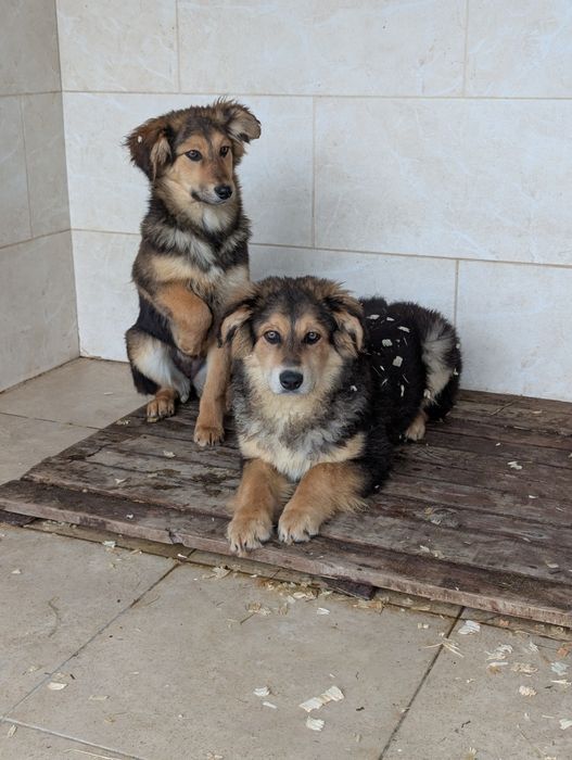 Щенята Пряник та Мішутка шукають родини
